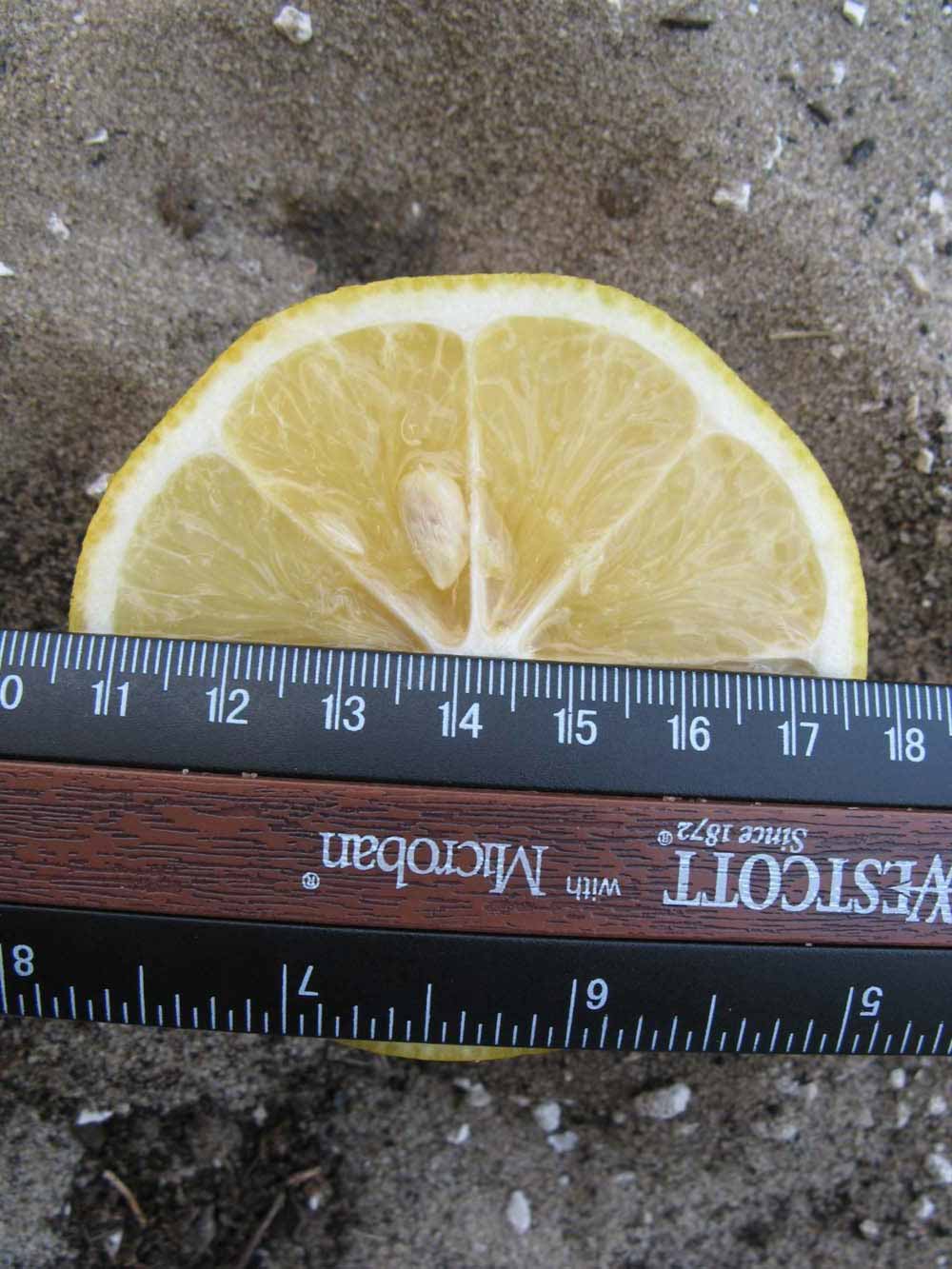             Fruit cross-section (Winter Haven, FL)       